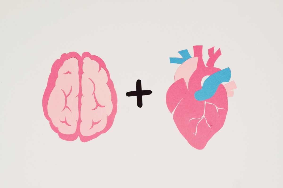 the brain and heart illustrated and how they are effected long term by meth